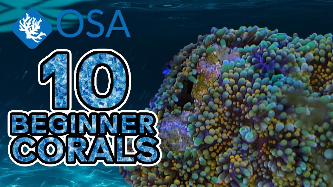 Mushroom Corals - 10 Beginner Corals