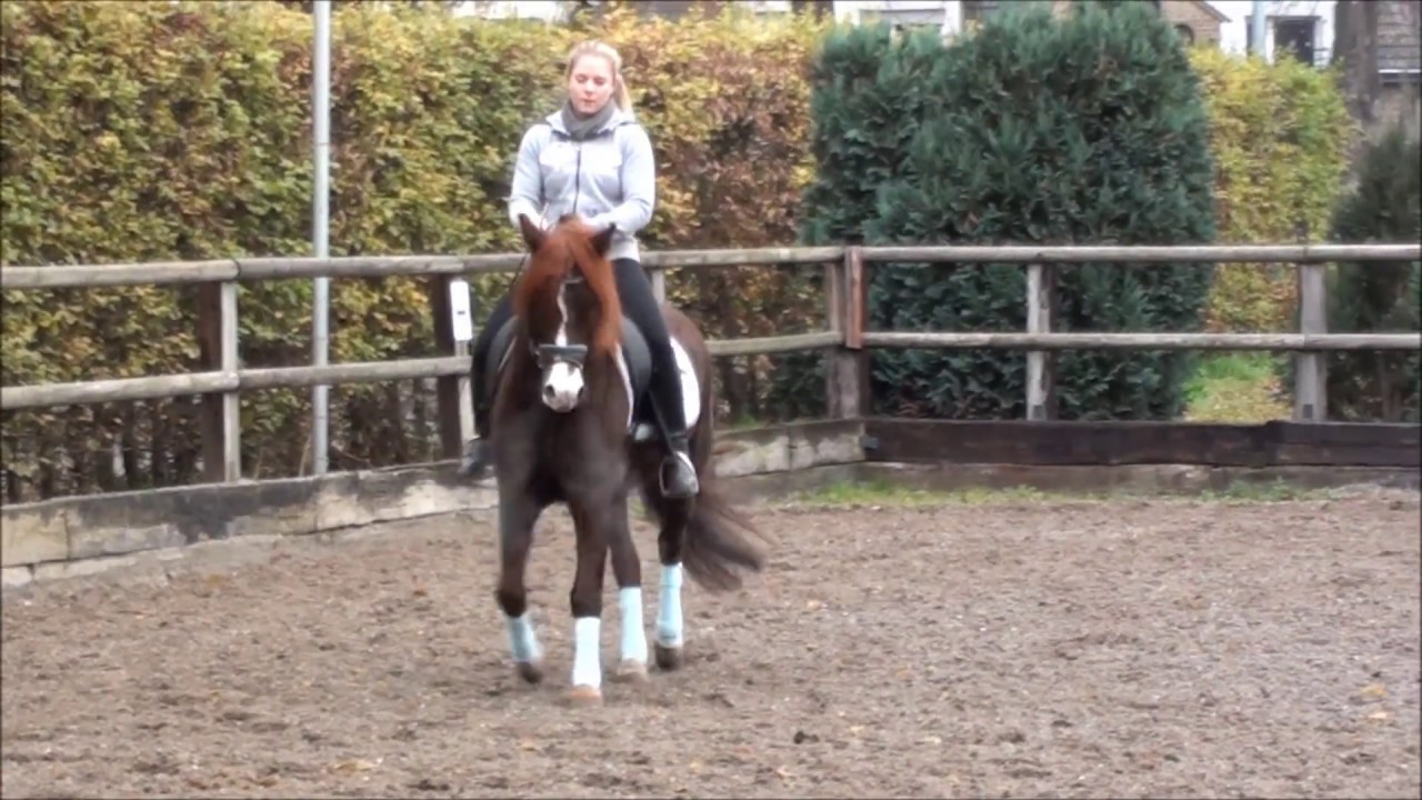 Dressurtraining 26. November 2013