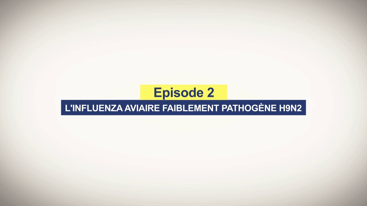 Episode 2 : L'Influenza Aviaire Faiblement Pathogène H9N2