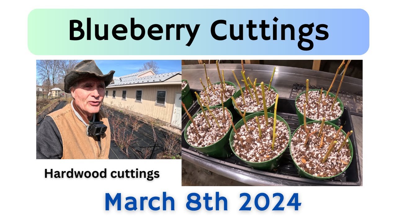 Starting Blueberry hardwood cuttings March 8th 2024