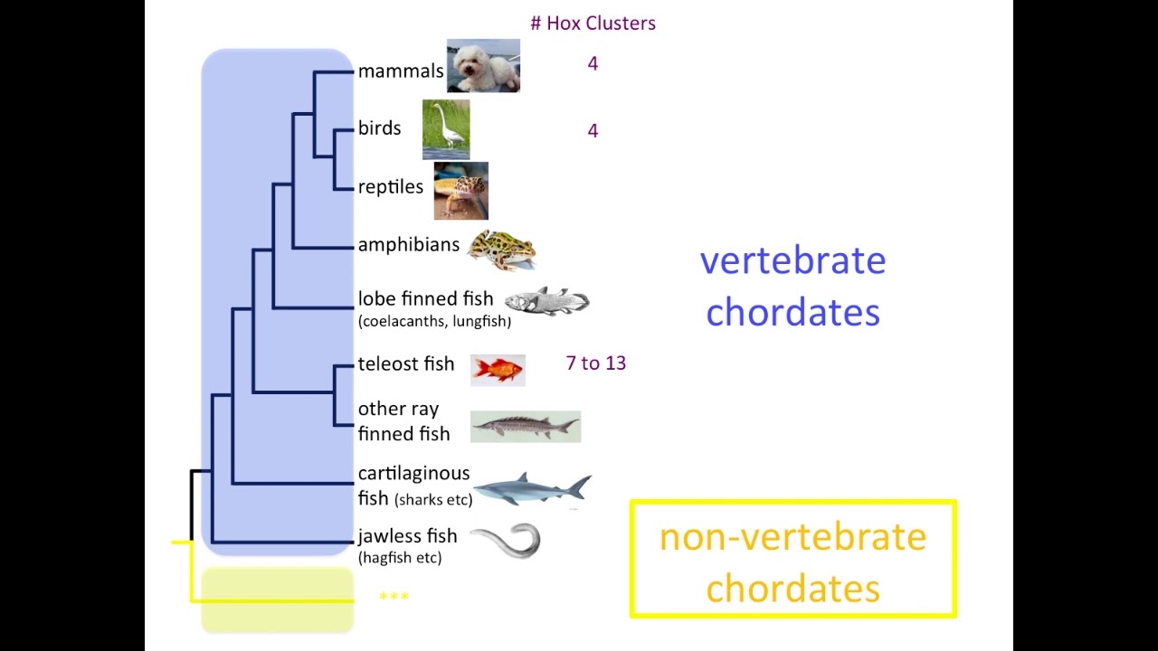 The Evolution of Hox Genes