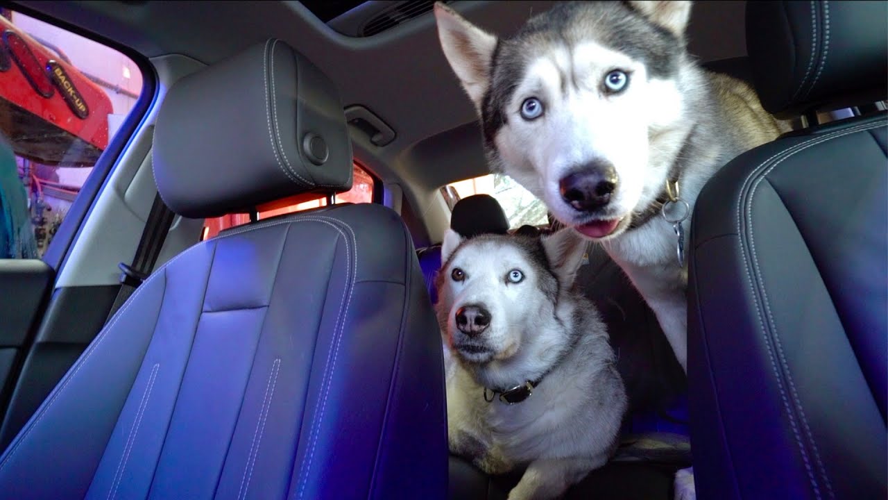 Two Huskies React to a Drive Thru Car Wash..