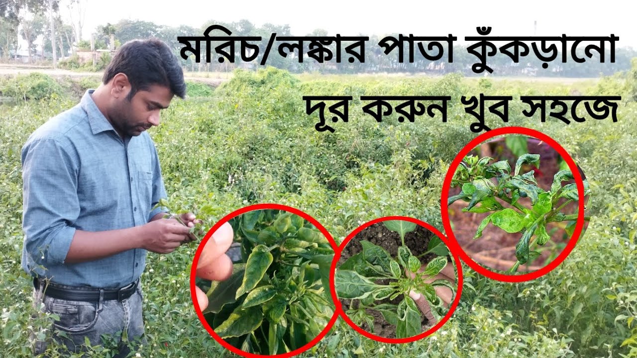 মরিচের পাতা কুঁকড়ানো রোগ দুর করুন খুব সহজে। লক্ষন ও প্রতিকার। How to control chilli thrips and mites