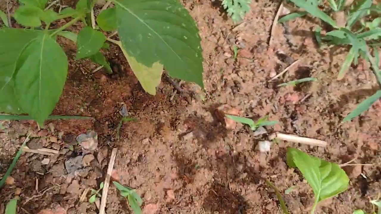 Minha orta