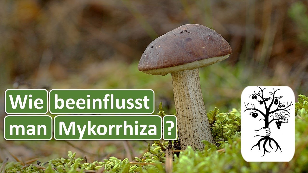 Das solltest du über Pilze in deinem Boden wissen! So förderst du Mykorrhiza - mit Farm2Farm