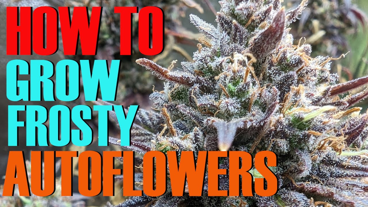 HOW TO GROW FROSTY AUTOFLOWERS   (EPISODE 3)