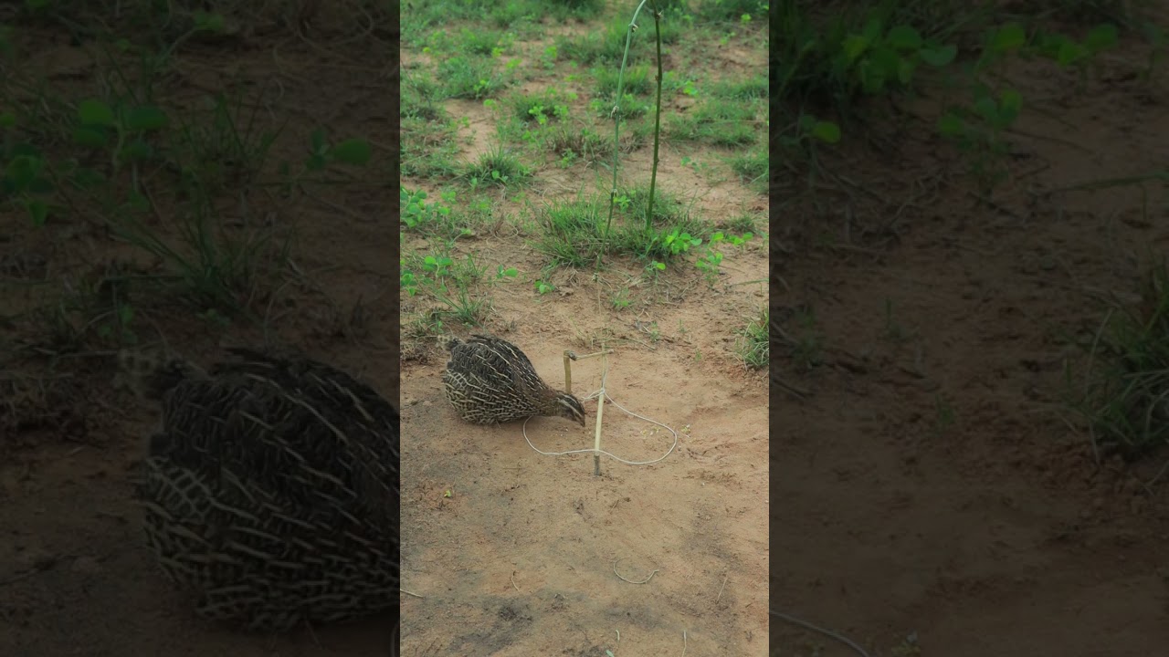 how to make bird trap #birds #animaltrap #birdtrap #ytshorts