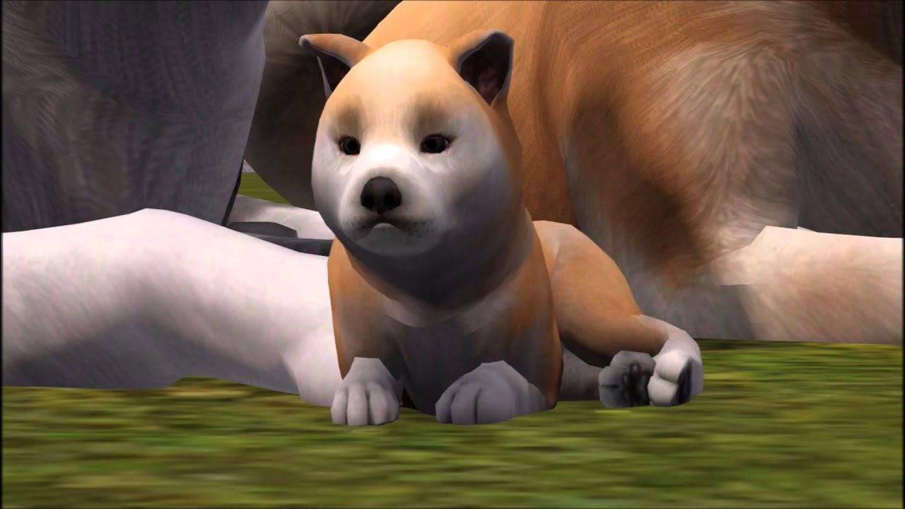 Breeding Akita Inu's- Kennel ''Angel Paws'' Sims 3 pets :)