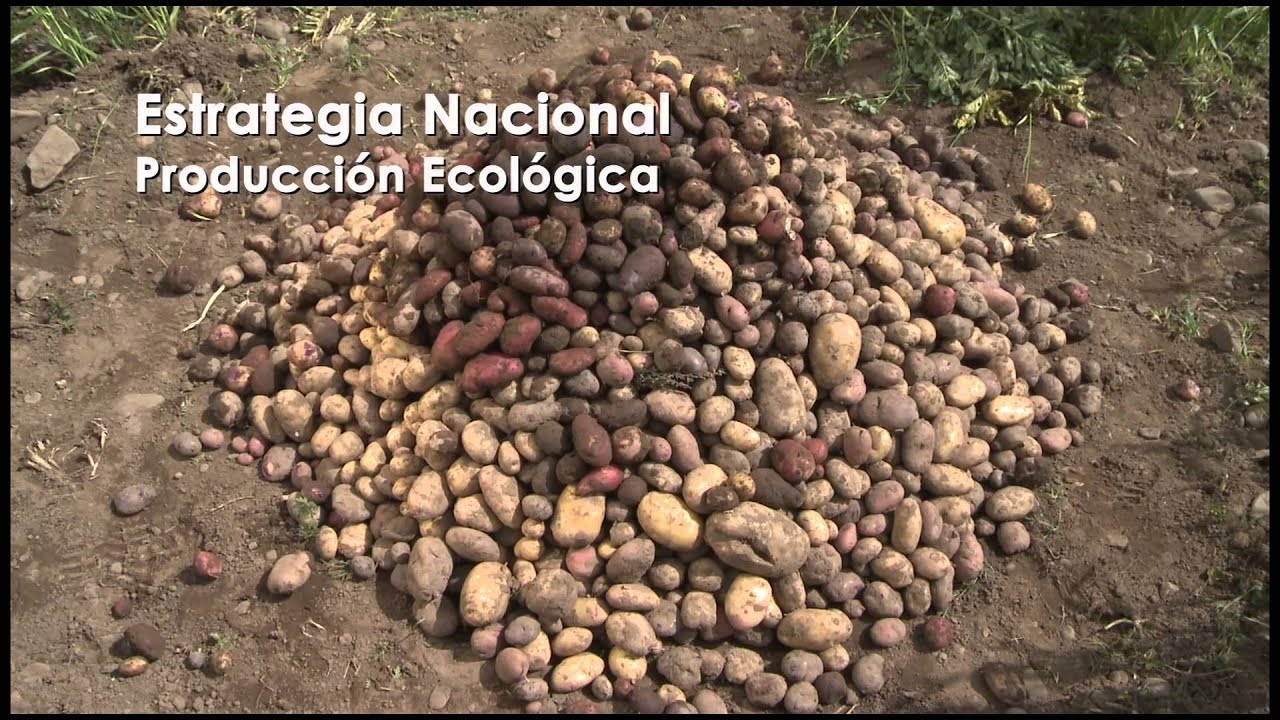 FAO: Sistemas Alimentarios Sostenibles para la Alimentación y la Nutricón