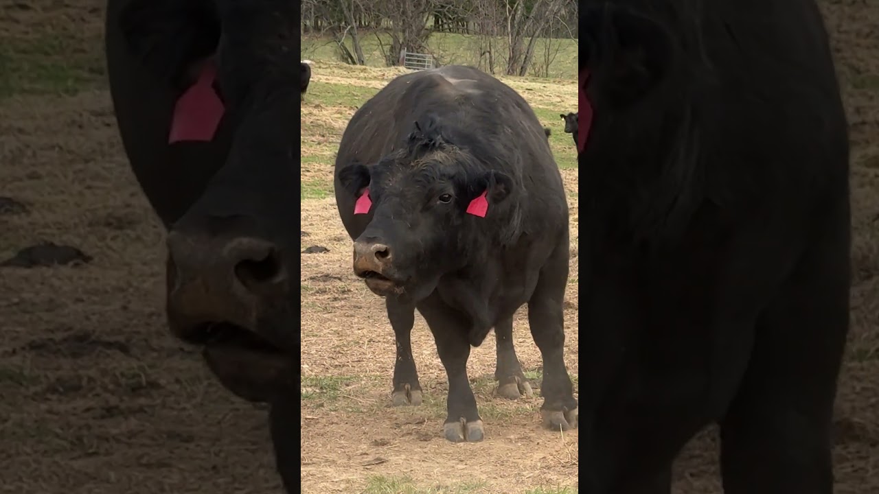 Look Out When Our Angus Bull Is Angry! | Midwest Homesteading  #homesteading #farmliving #cow #farm