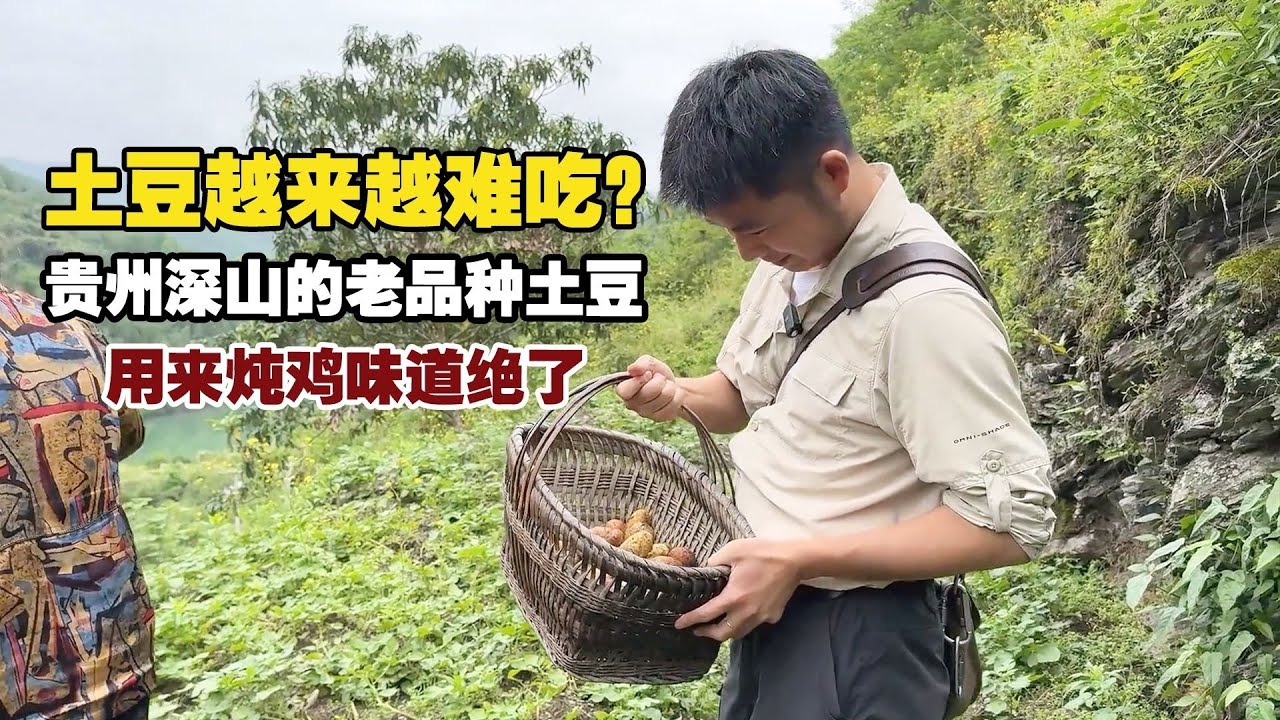 贵州深山里的老品种土豆，用来炖鸡，好吃到停不下来！【小白的奇妙旅行】