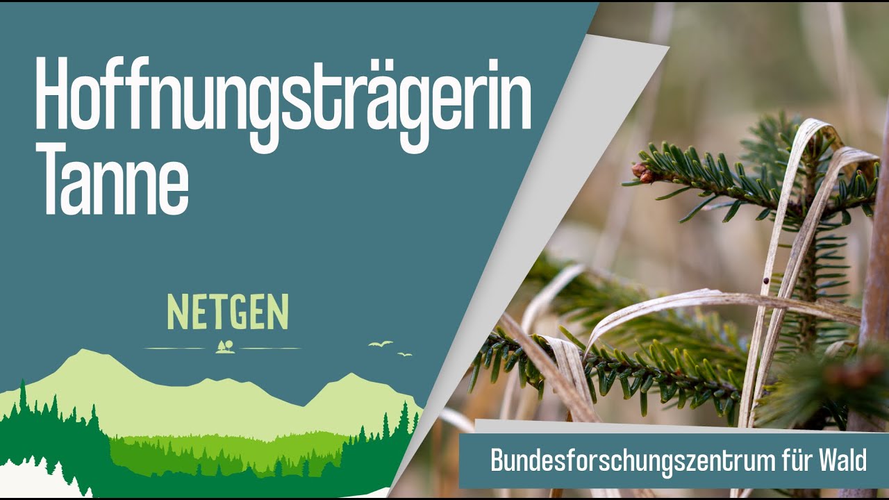 Hoffnungstr&auml;gerin Tanne!