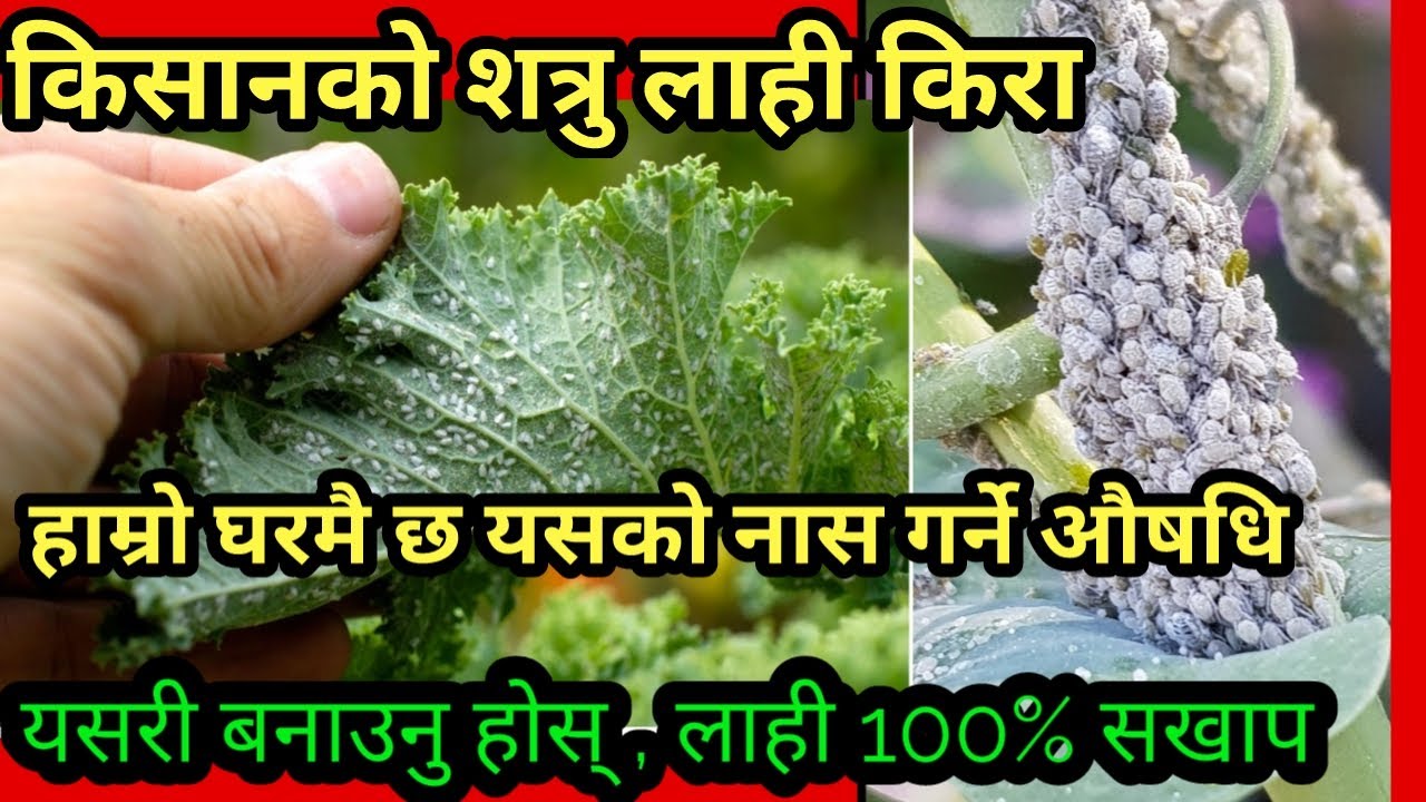 लाही किरालाई सखाप पार्ने १००% घरेलु समाधान हेर्नुहोस् ।।।।।
