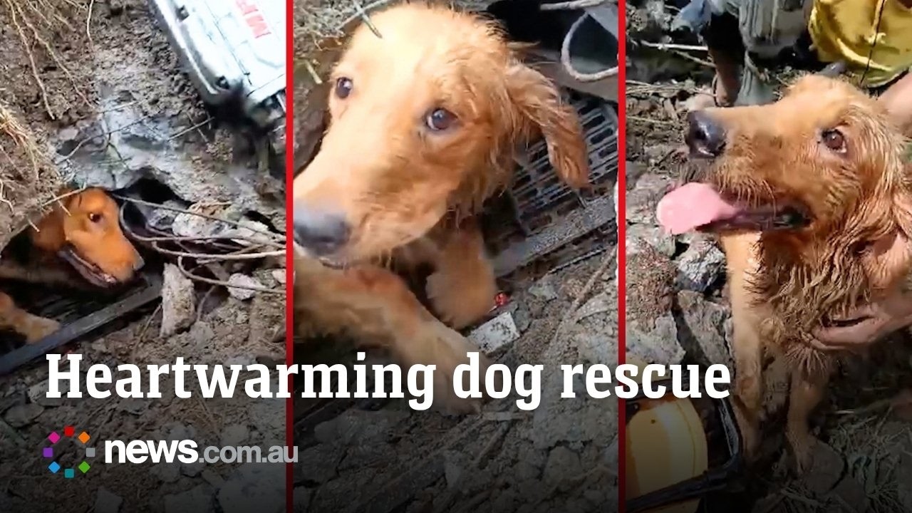 Feared-dead golden retriever buried under landslide rubble is pulled out alive