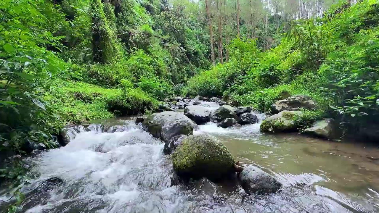 Let cool forest river ambience restore your peace for sleep to calm your mind and body fully