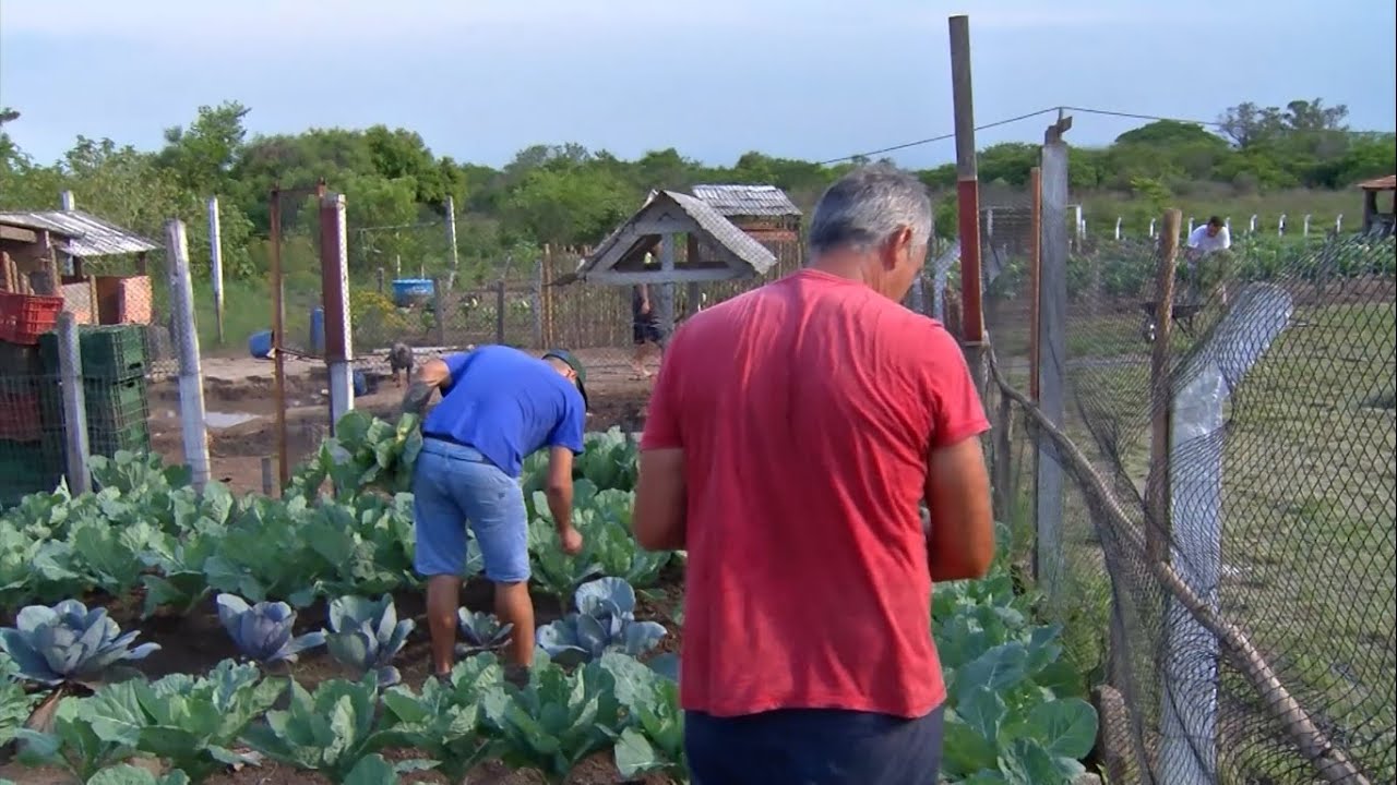 Detentos trabalham na produ&ccedil;&atilde;o de hortigranjeiros em Charqueadas