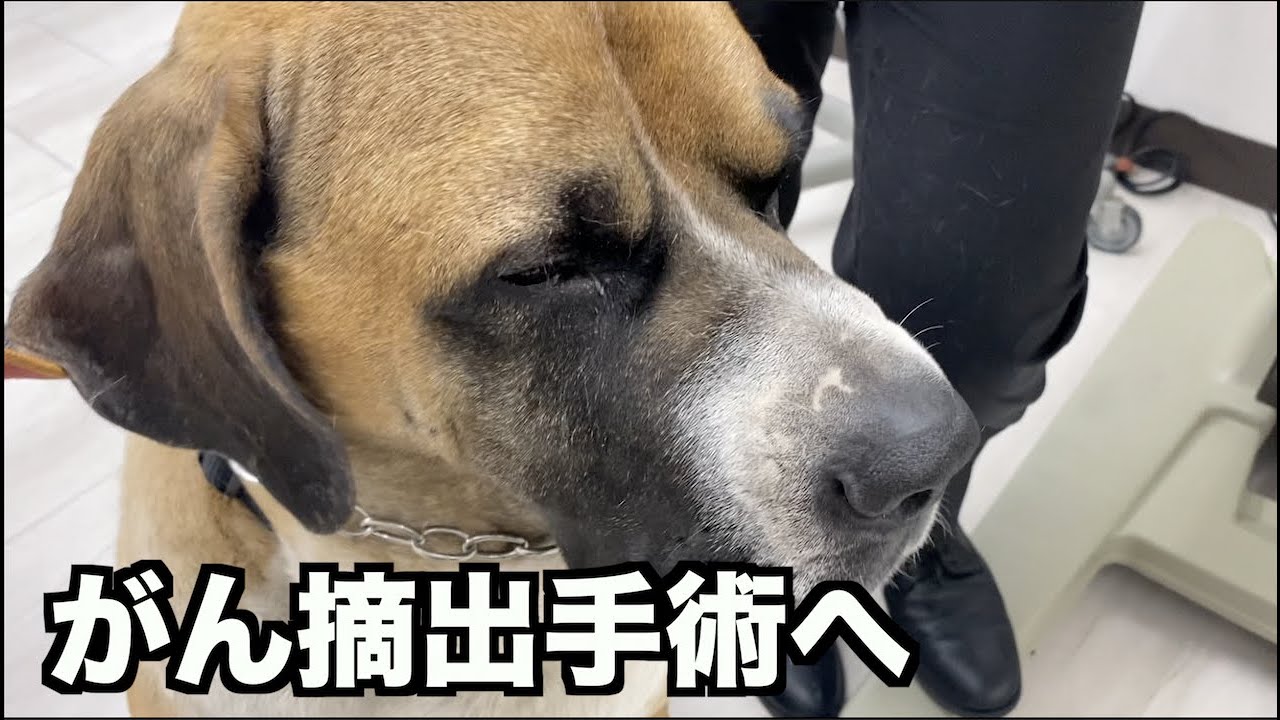肥満細胞腫の手術しました