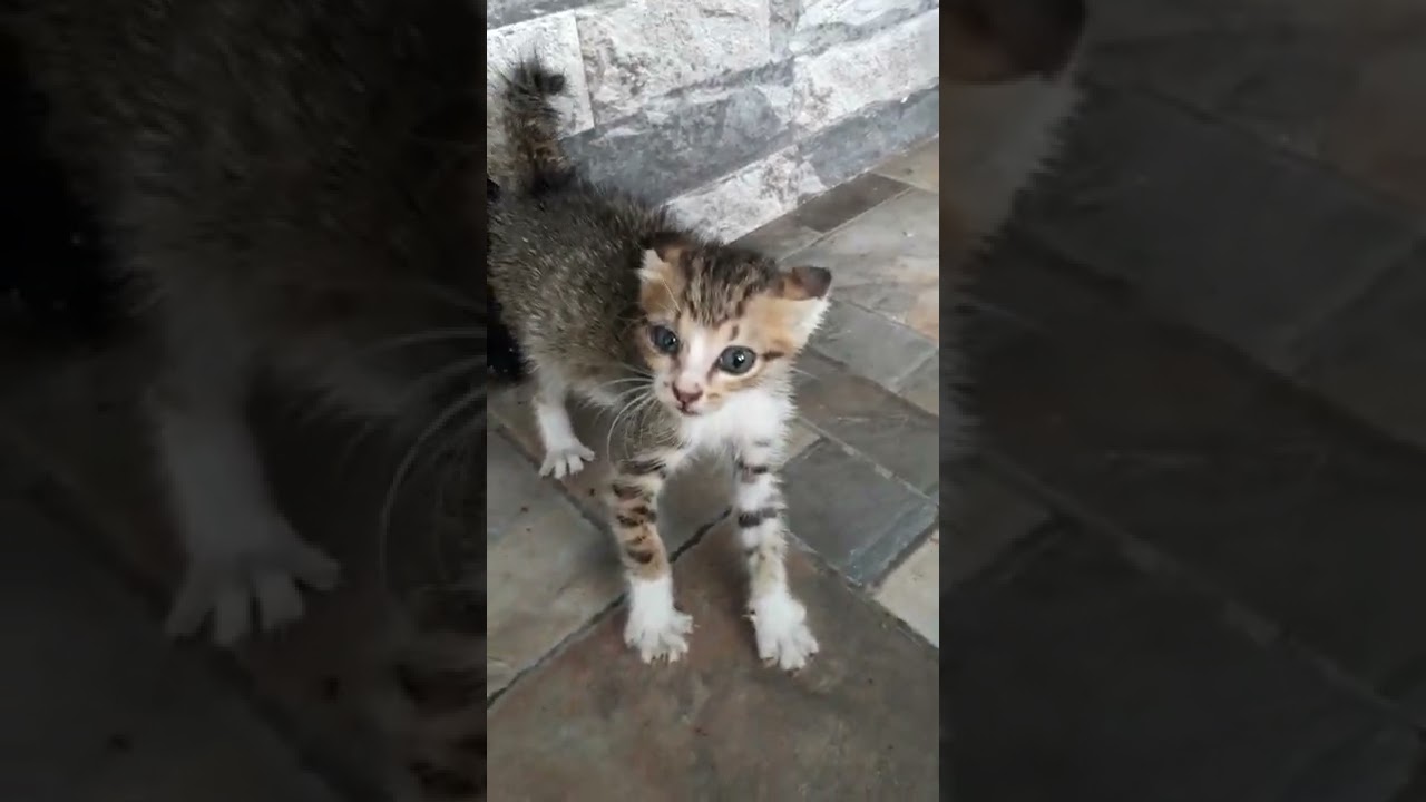 Kitten2 ku pada ngroyok babunya,disangka maling akan ngambil sesuatu