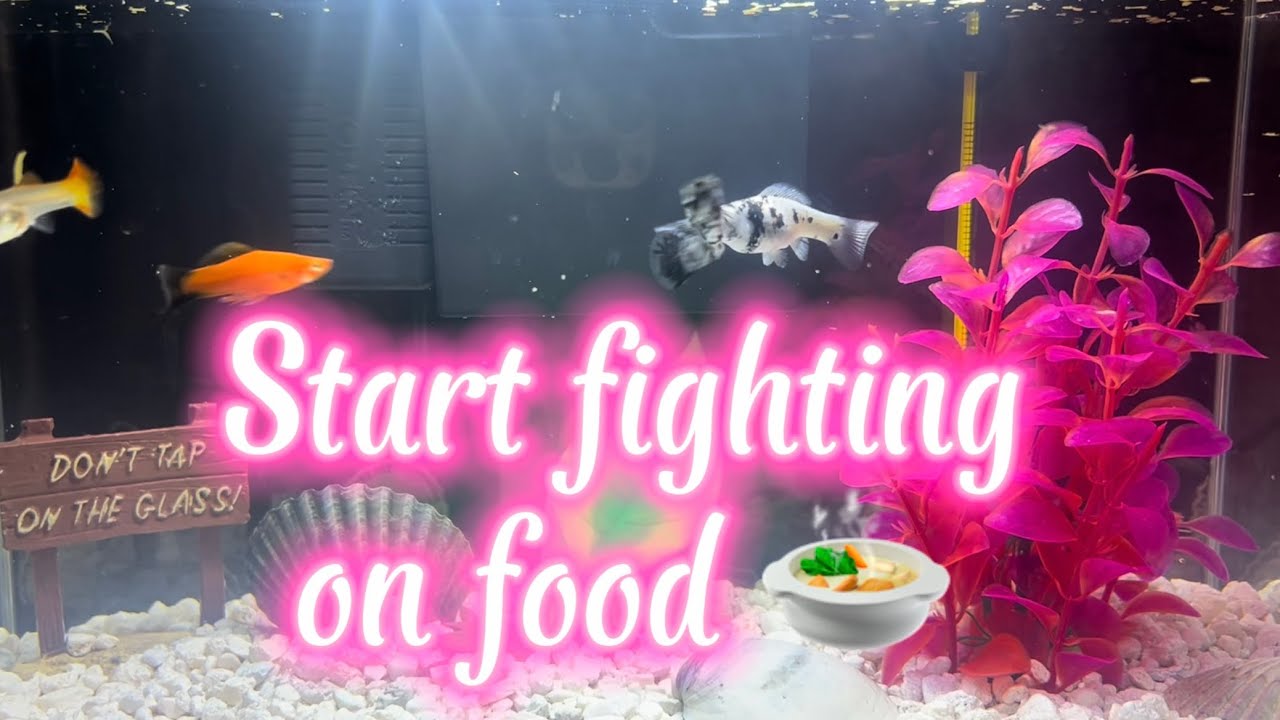Fish fighting