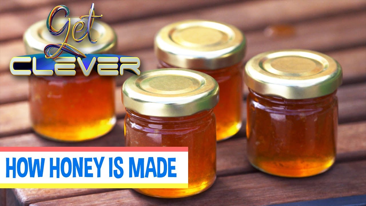 How Honey Is Made | GET CLEVER | EP56