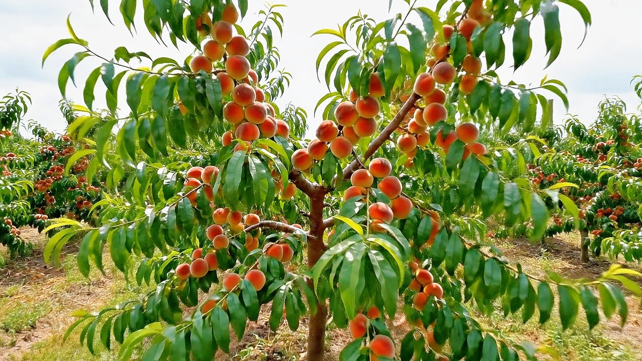 Let’s admire the spectacular beauty of the world’s largest peach garden, with an area of 40,000 ha