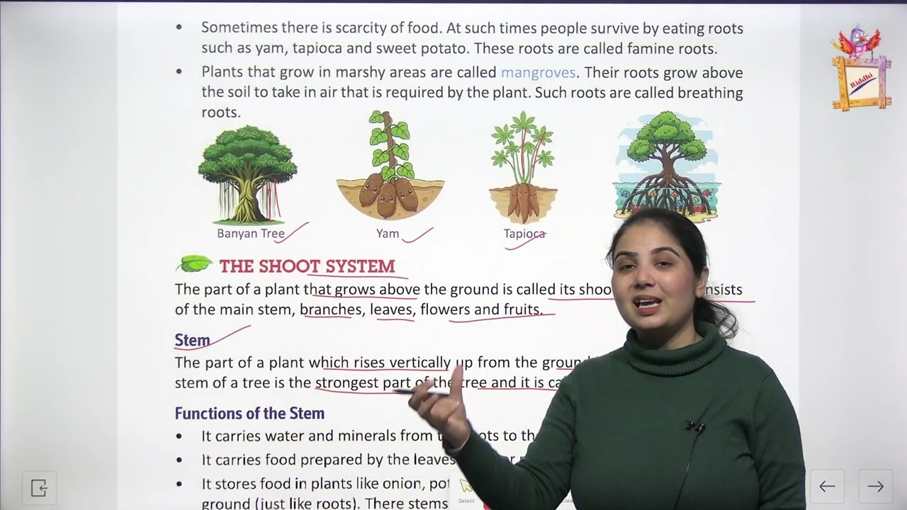 CHILDREN VOICE CLASS 4 EVS CHAPTER 8 THE PLANT WORLD