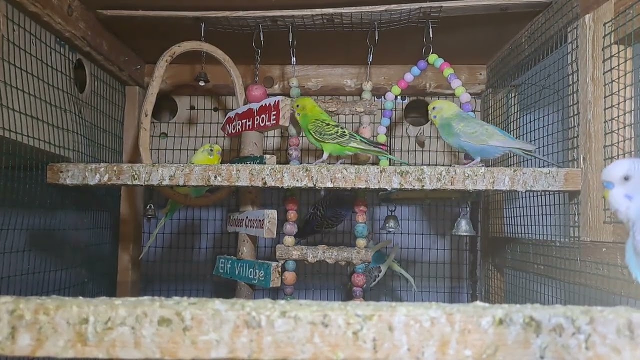 Baby Parrots – Sweet Little Chicks!