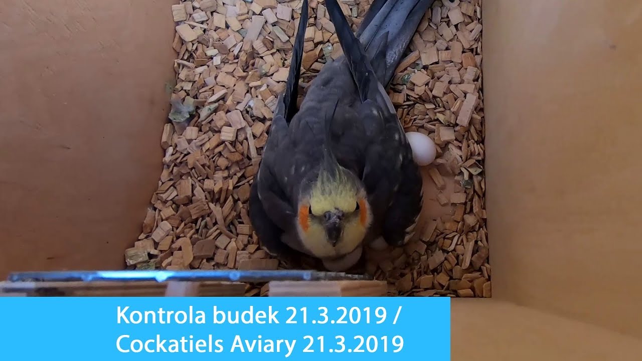 Kontrola budek ve voli&eacute;ře / Cockatiels aviary 2019