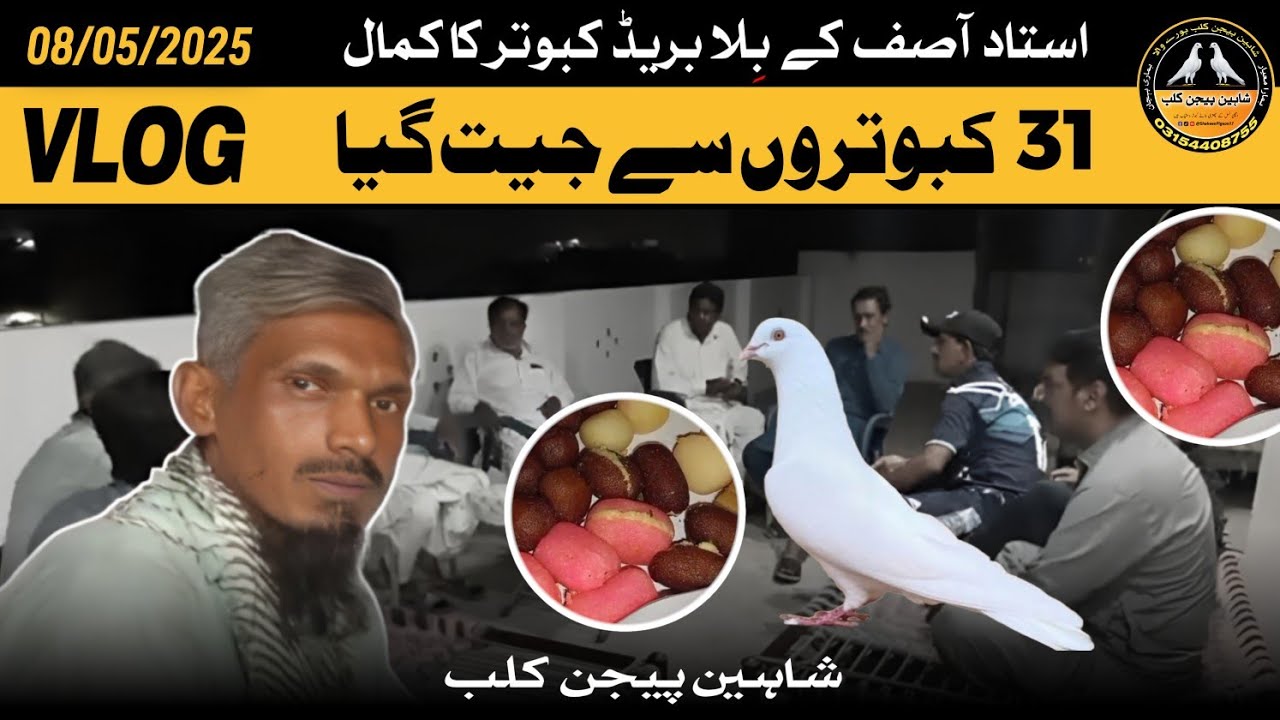 Ustad Asif Ka Billa Breed Kabotar Ka Kamal | Baazi  Winner 🏆 | Vlog Shaheen Pigeon Club 18/5/2025