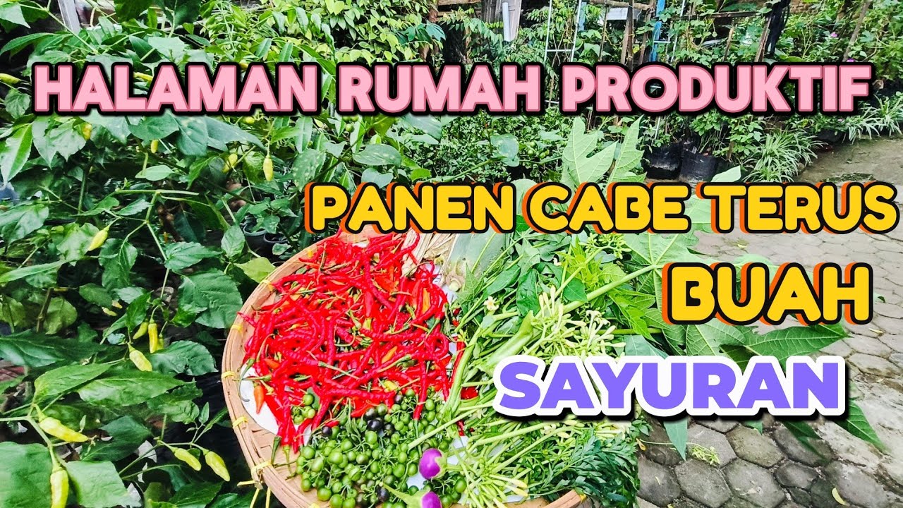 Panen Cabe Terus Menerus, Pepaya Dan Sayuran Sehat #video #petanirumahan3 
