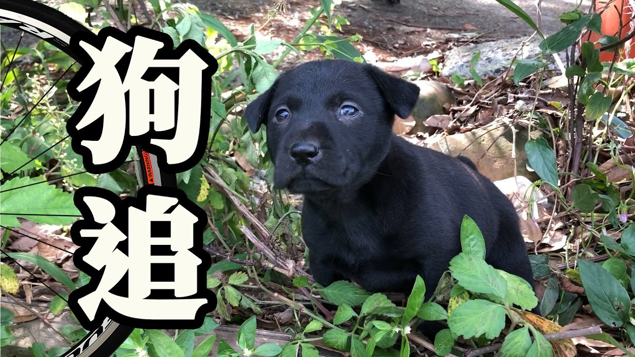 被狗追 狗追自行車 怎麼辦？實驗 | 丟雞腿 甩炮
