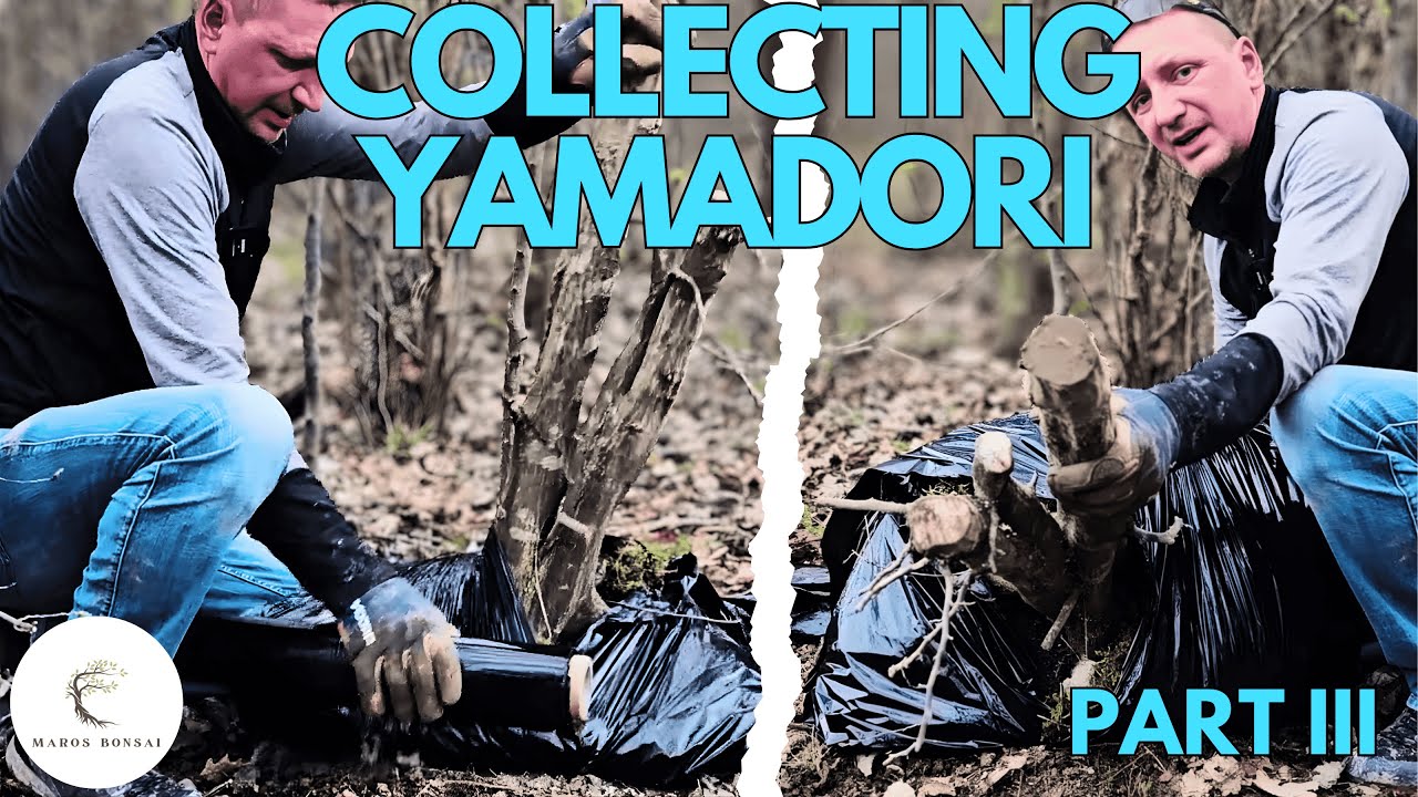 Collecting Bonsai Trees From The Wild: Collecting, Tools, Packing and Planting  Deciduous Yamadori