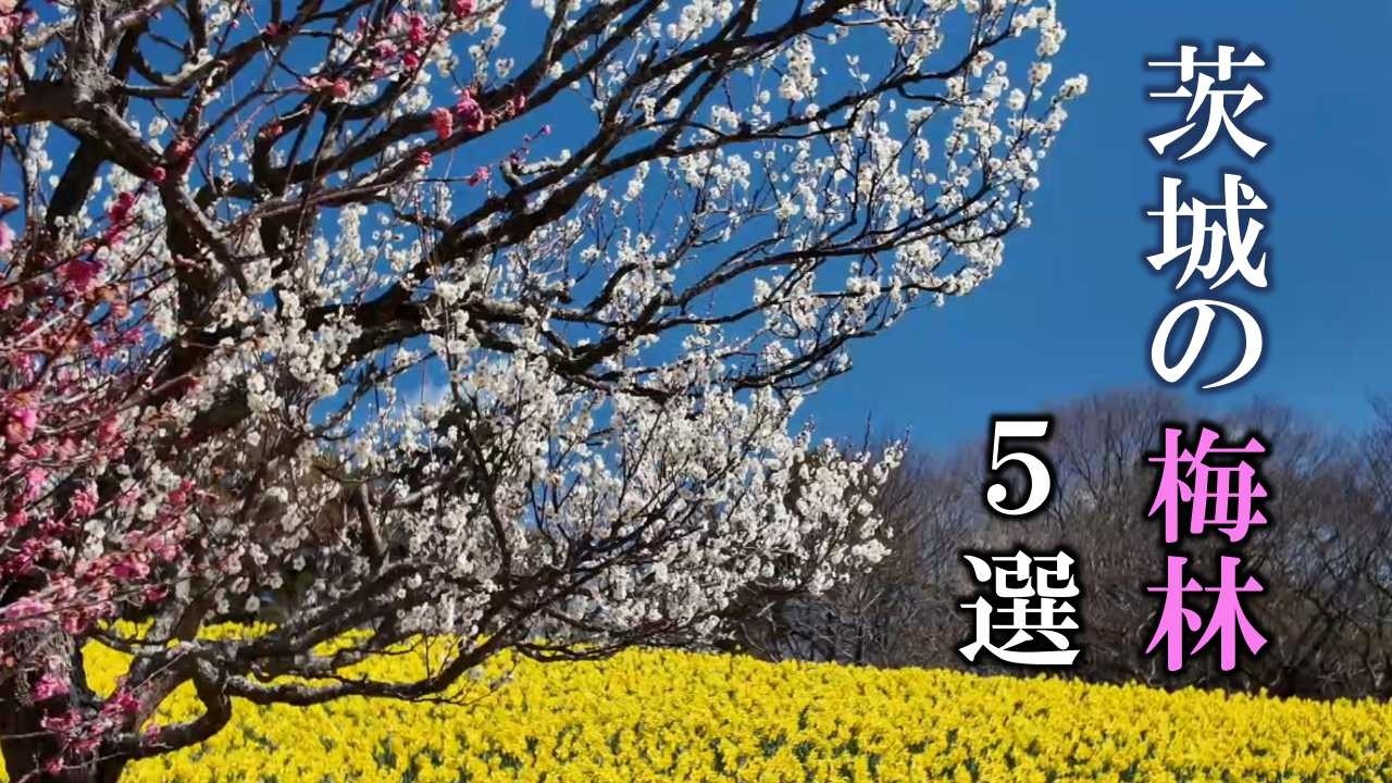 茨城の梅林5選 ／ 5 Must-See Plum Groves in Ibaraki Prefecture