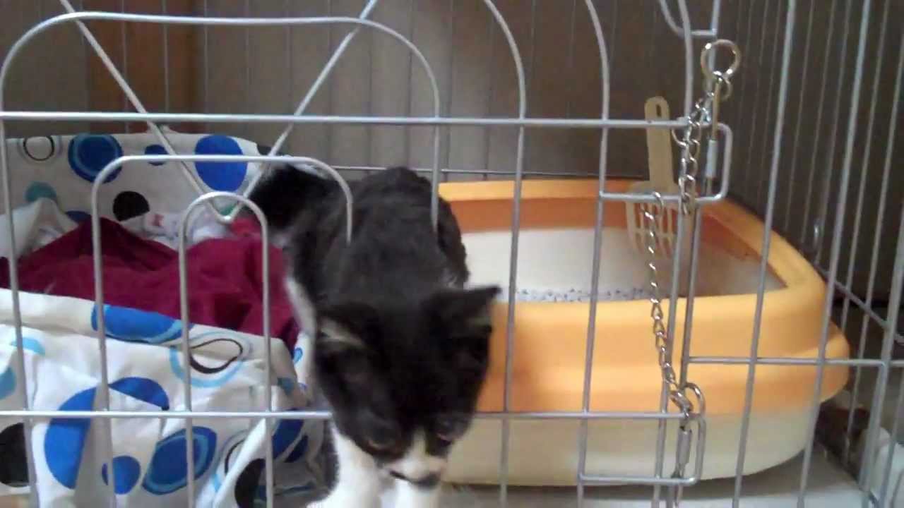 My Kitten Chobi escaping from cage! The great escape artist!