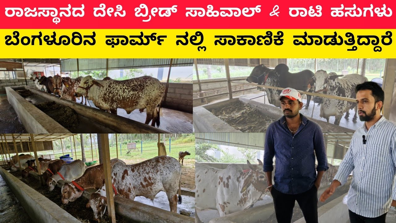 Swarnika Organic farm |Sahiwal &rathi cattle farming | dairy farming in Karnataka