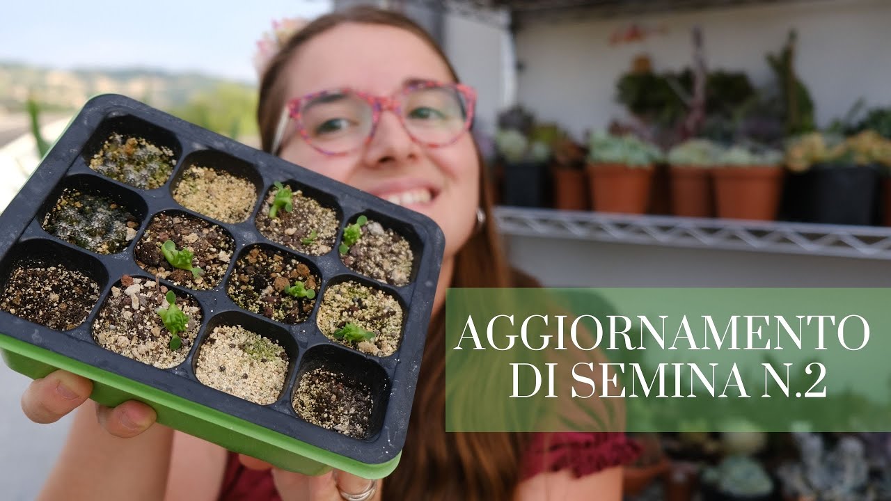 AGGIORNAMENTO DI SEMINA n. 2 | Come sono le plantule dopo 55 giorni? | semina piante grasse