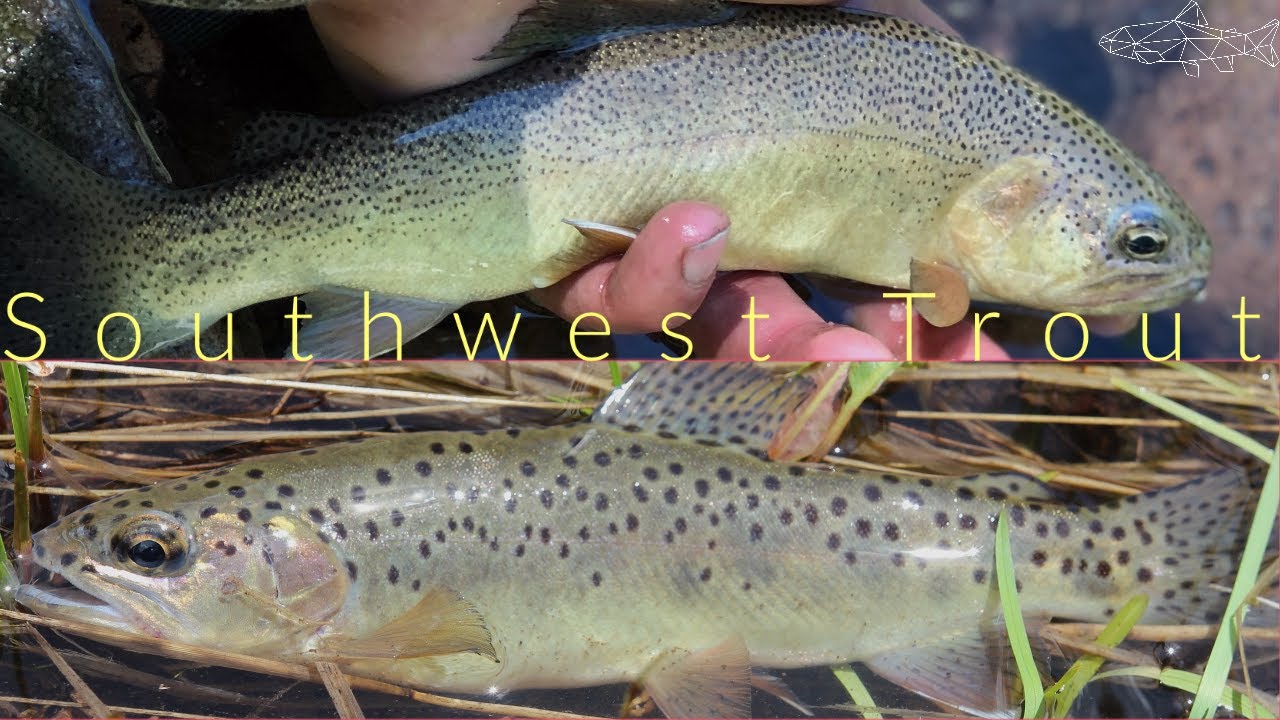 Southwest Quest: Fly fishing for Gila and Apache Trout