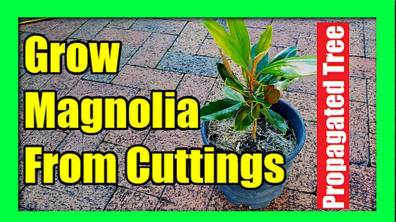 How To Grow Magnolia Tree from Cuttings | Magnolia Branch Cutting Propagation