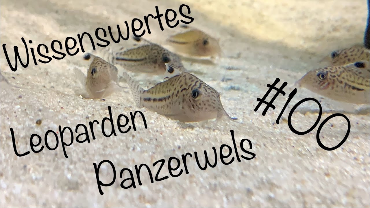 Der Leoparden Panzerwels | Wissenswertes #100