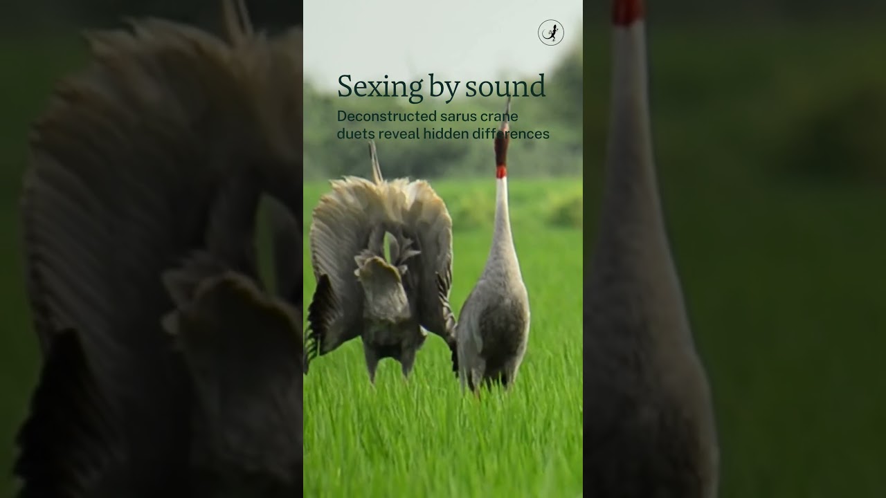 Sexing by sound | Sarus crane duet