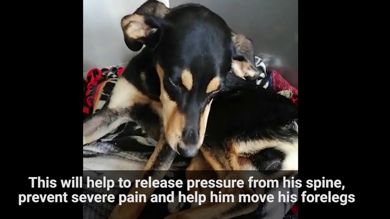 Reyden’s Story - Help This Abandoned Dog Walk Again