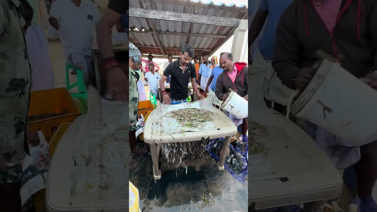 ஊதாகலர் நண்டு ஏலம் முத்துக்குடா மீன் மார்க்கெட் || Blue crabs auction muthukkuda fish market