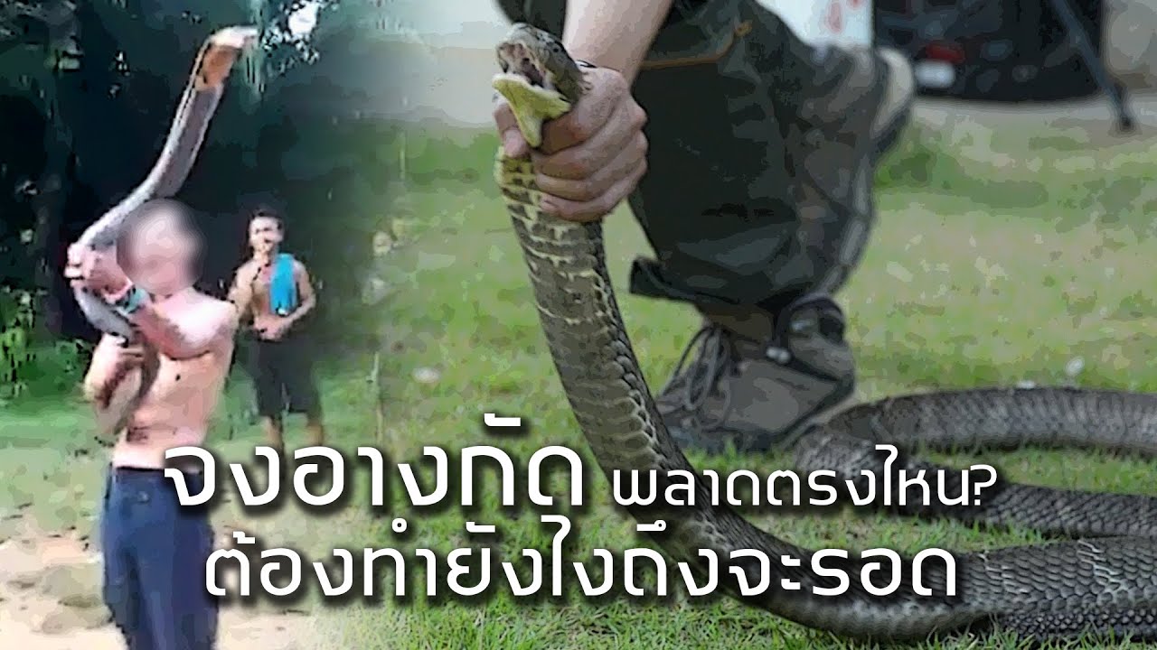จงอางกัดหมองู พลาดตรงไหน? ทำอย่างไรถึงจะรอด