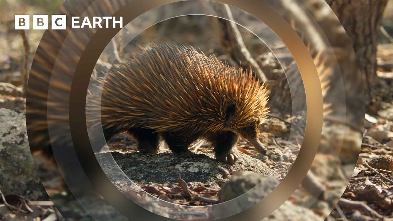 Это колючее животное пускает пузыри из соплей | 4K UHD | Млекопитающие | BBC Earth