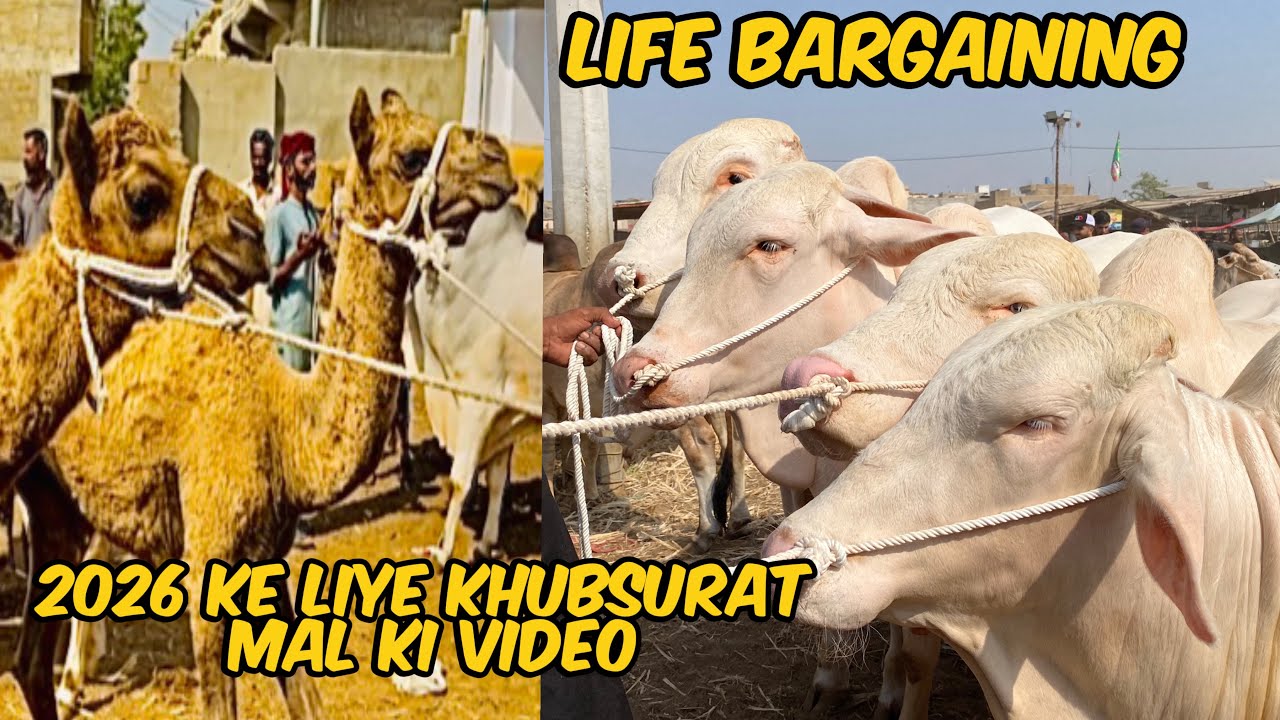 Malir Mandi Ka Hungama Ont Ke Bachay 🐪Aur Latest rate  & CowGulabi Nokhre Ki EntryRates Update🐂