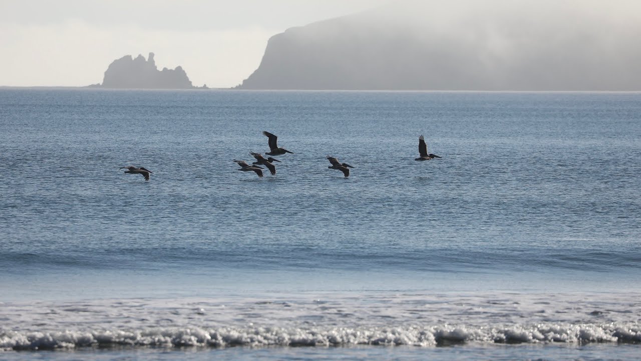 Point Reyes January 2022. Abundant Wildlife and Afternoon Fog