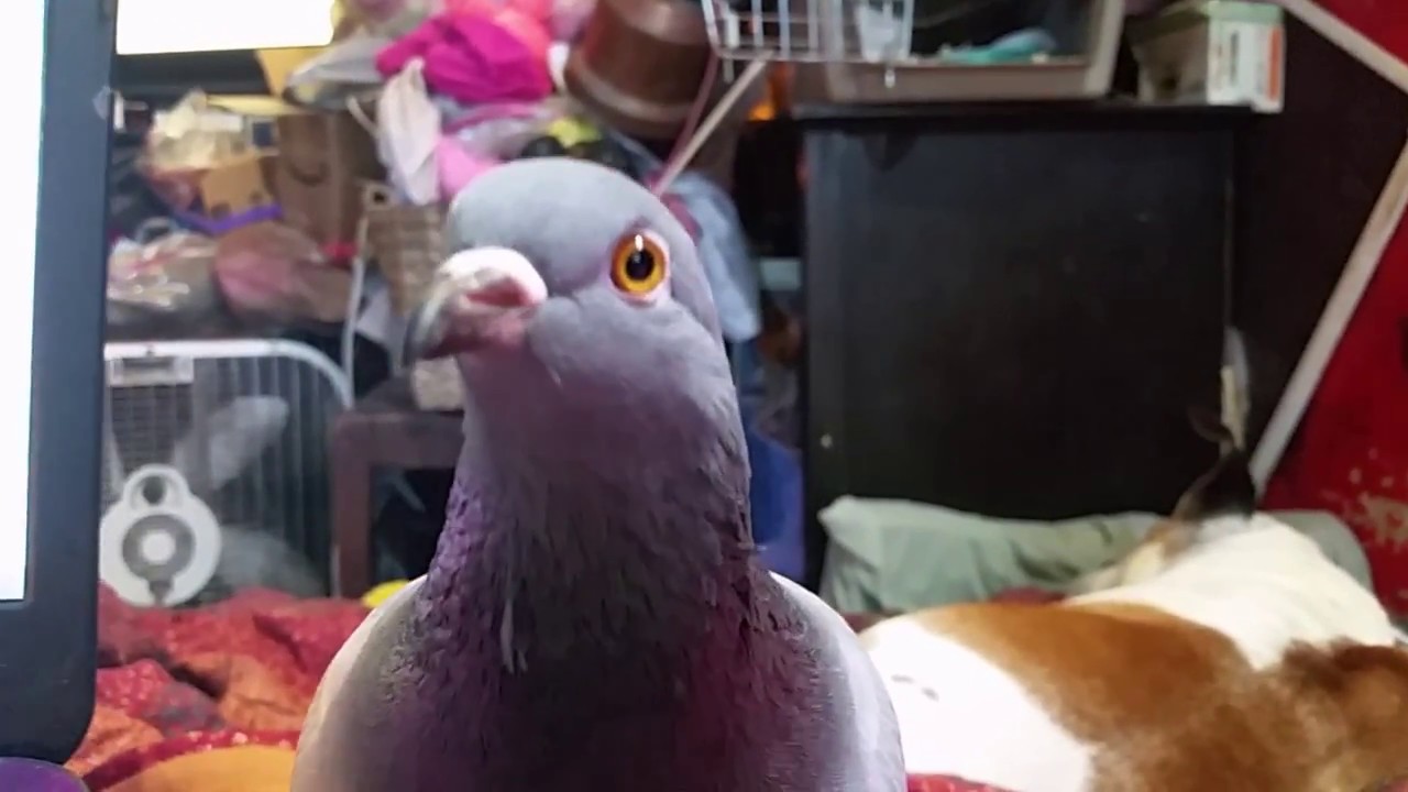Cutest Pigeon Ever