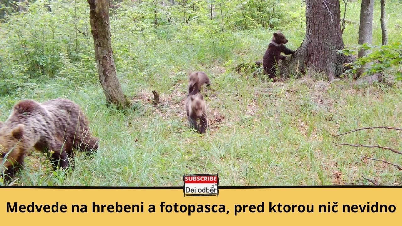 Medvede na hrebeni a fotopasca, pred ktorou nič nevidno 🐻🎥👨‍🦯 Fotopasca Liptov