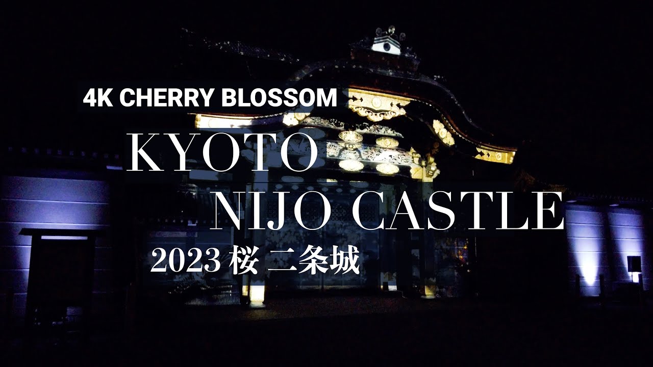 [4K JAPAN] Kyoto Nijo Castle Cherry Blossom #4k