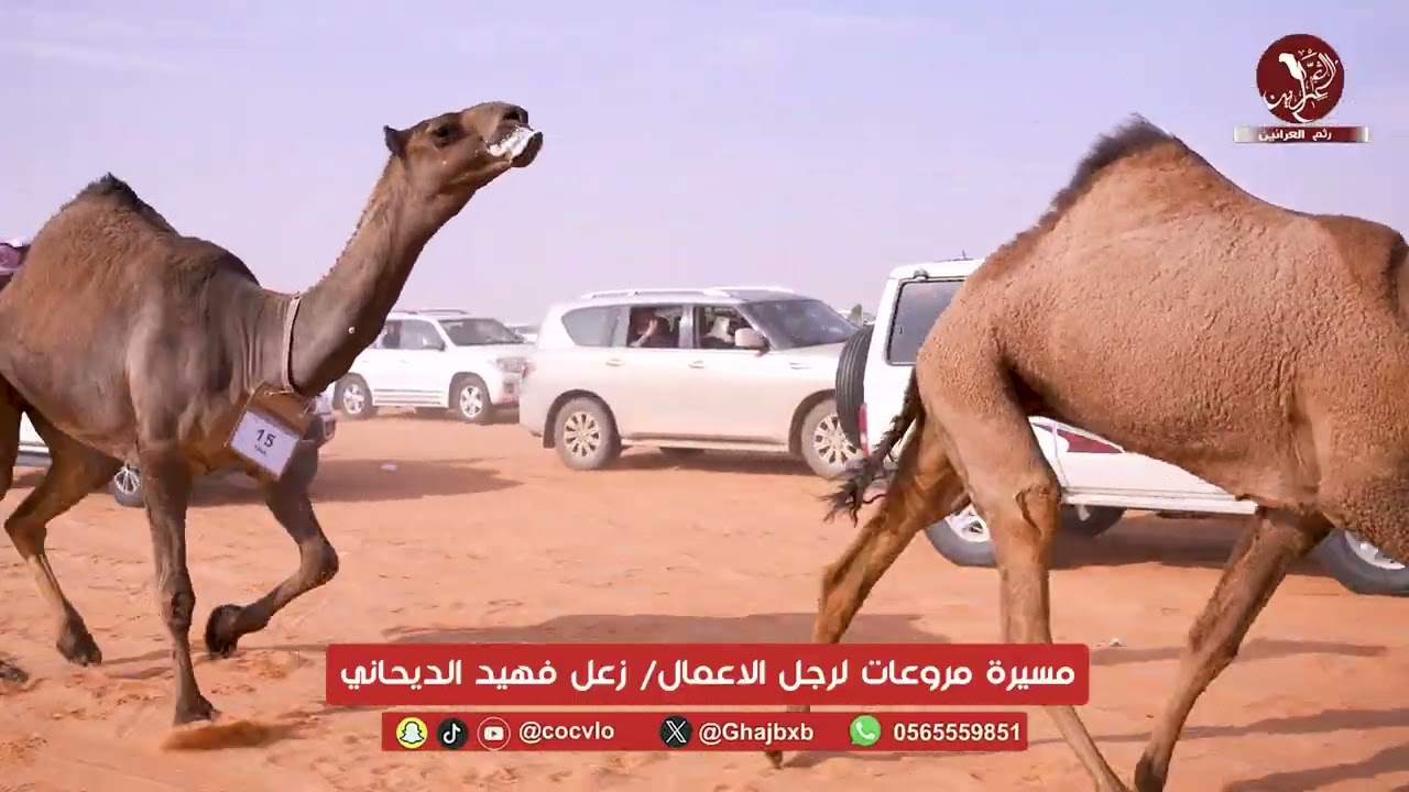 مسيرة مروعات لرجل الاعمال/ زعل فهيد الديحاني مهرجان الملك عبدالعزيز للإبل النسخه 10